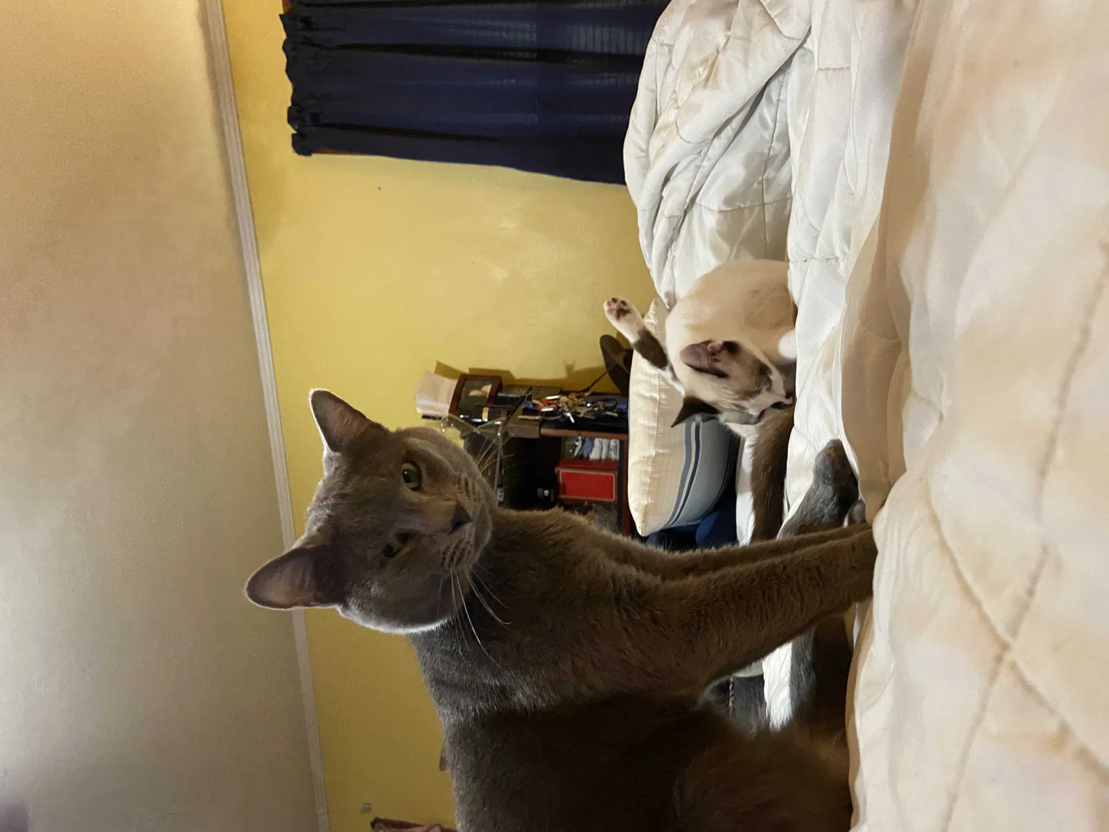 Lost cat in Pensacola, FL, 32514