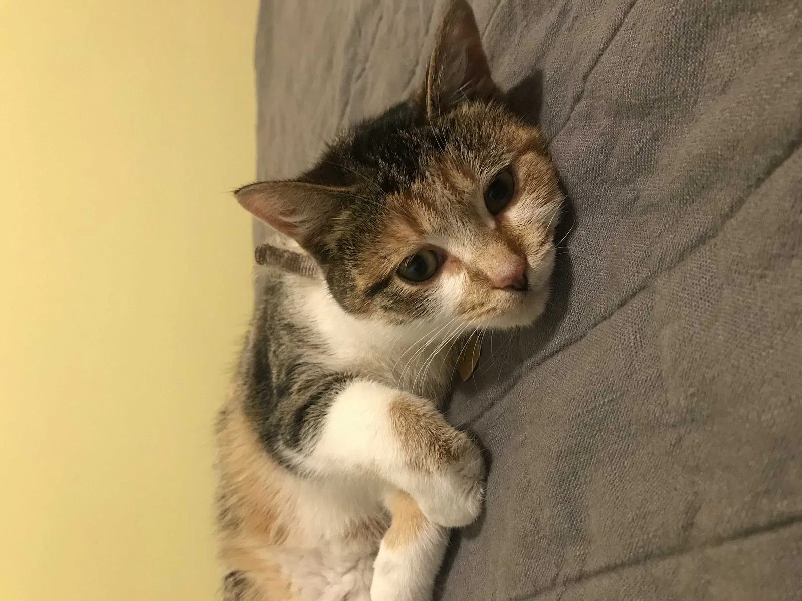 Lost cat in Flint, MI, 48503