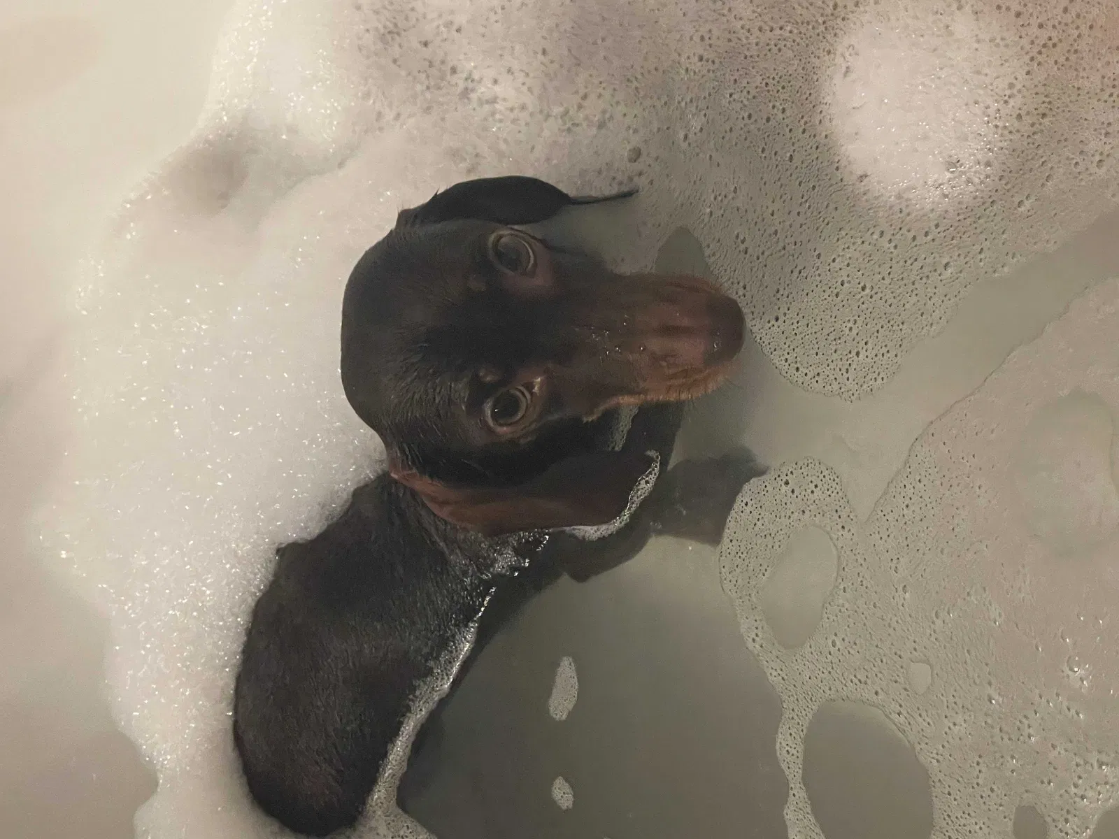 Lost dog in Forksville, PA, 18616
