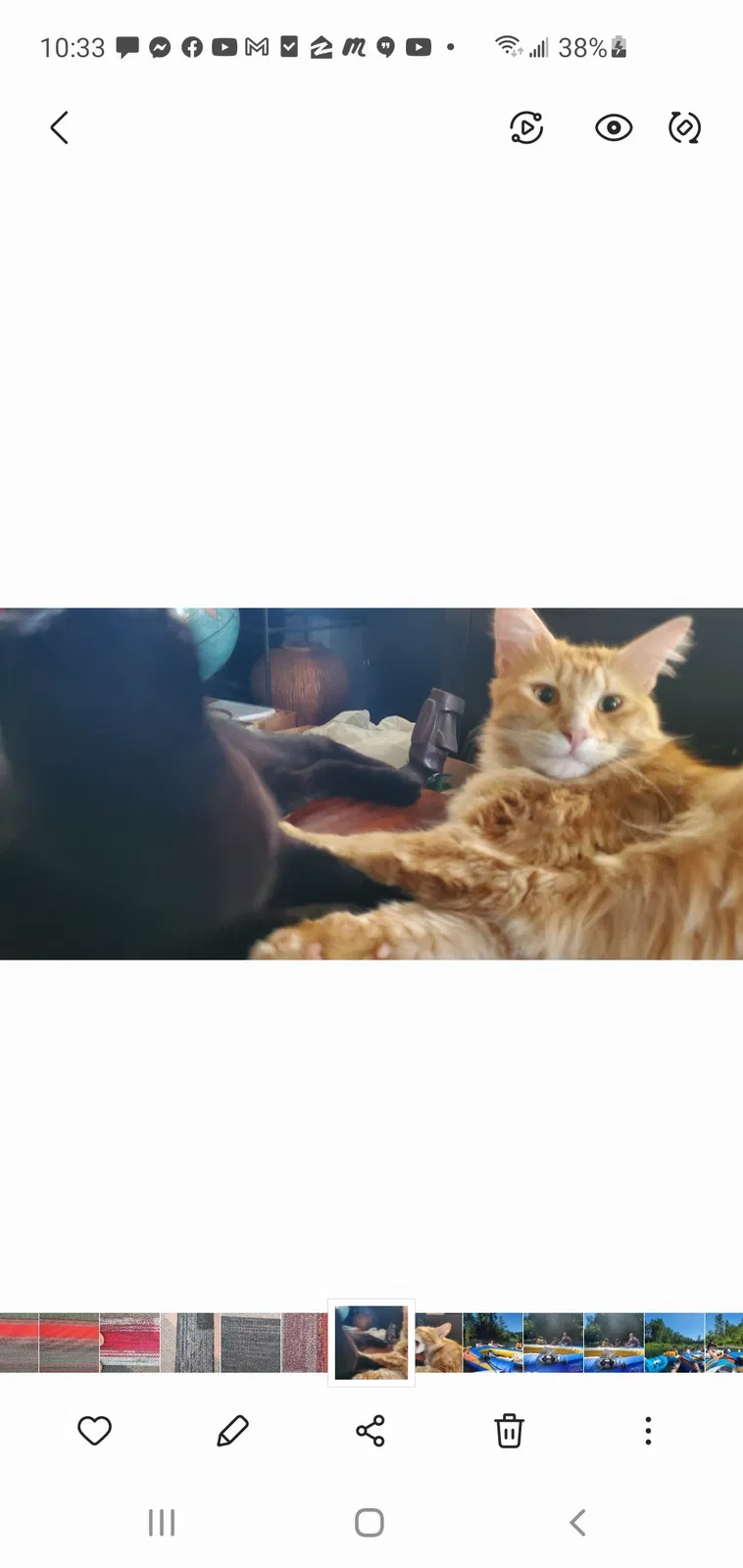 Lost cat in Portland, OR, 97233