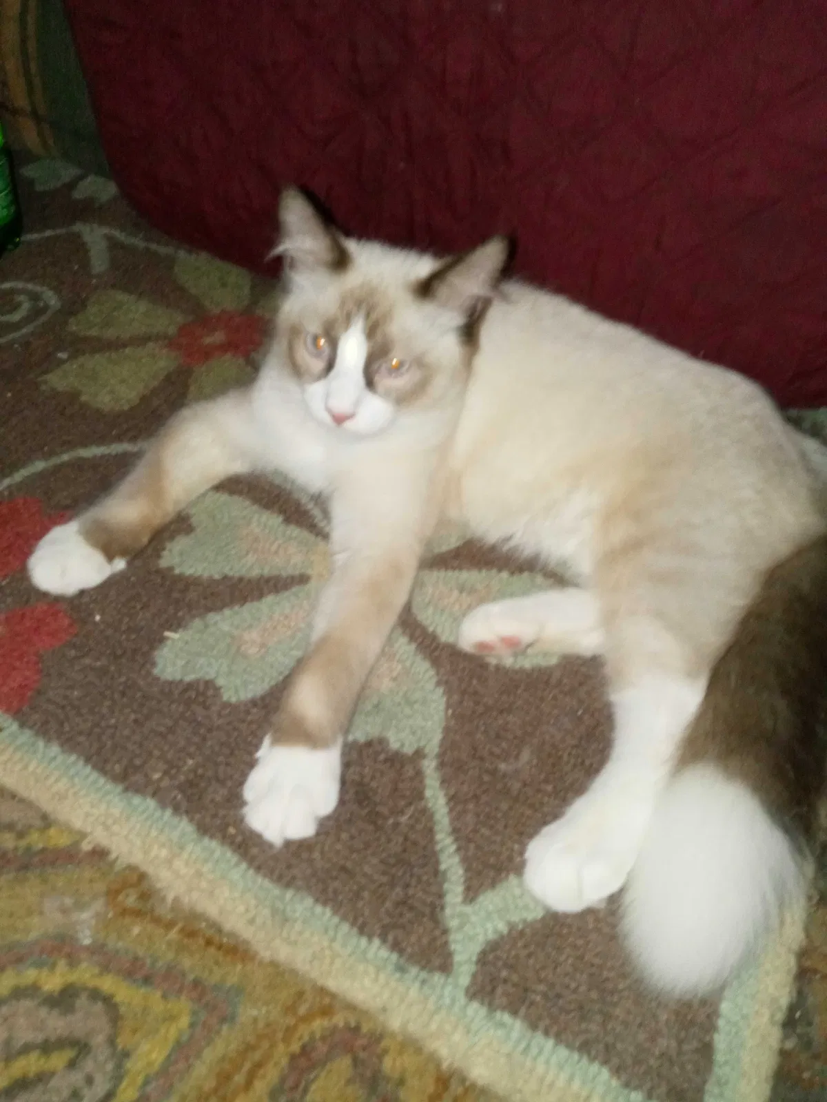 Lost cat in Cumberland, RI, 2864