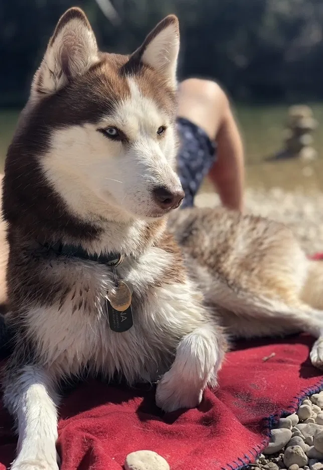 Lost dog in Austin, TX, 78753