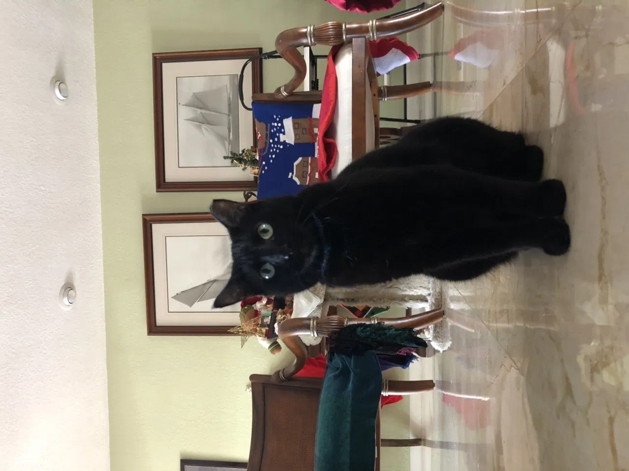 Lost cat in Hialeah, FL, 33014