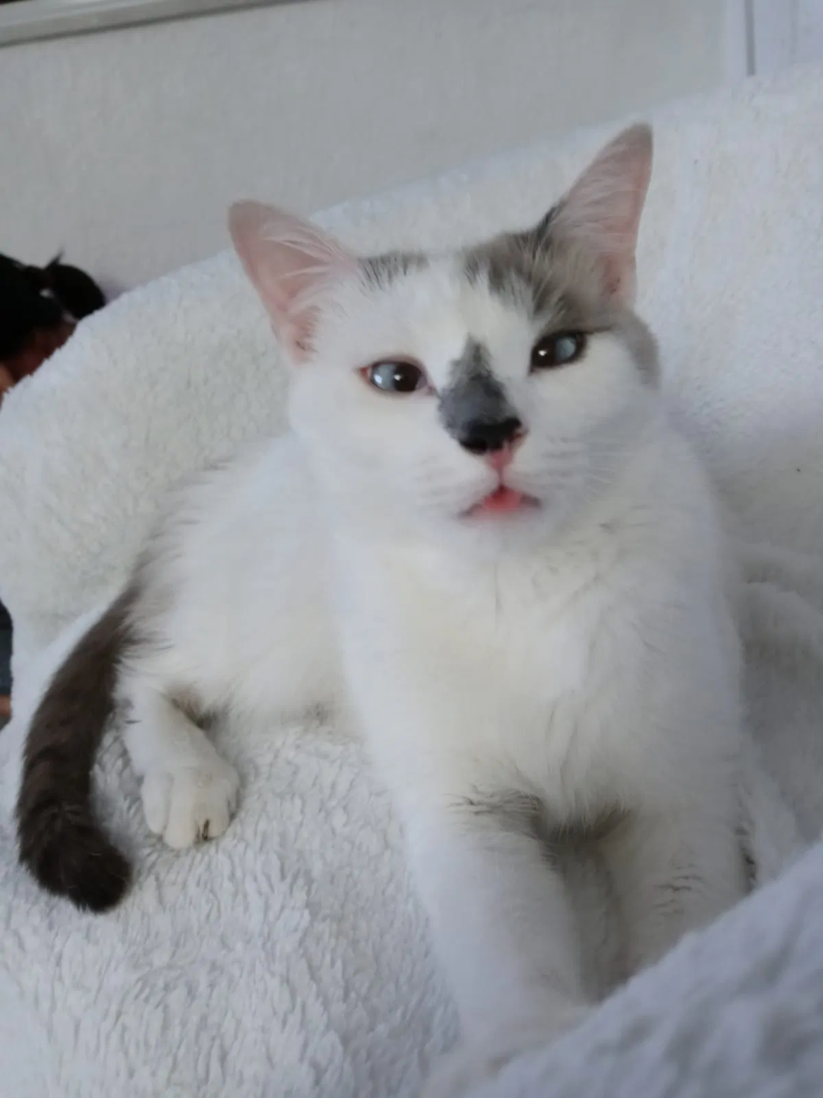 Lost cat in Hollywood, FL, 33023