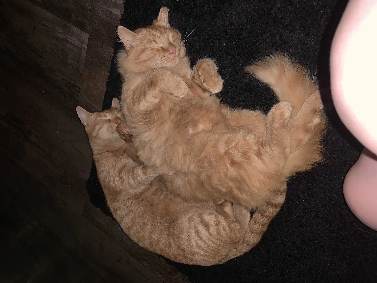 Lost cat in Resaca, GA, 30735