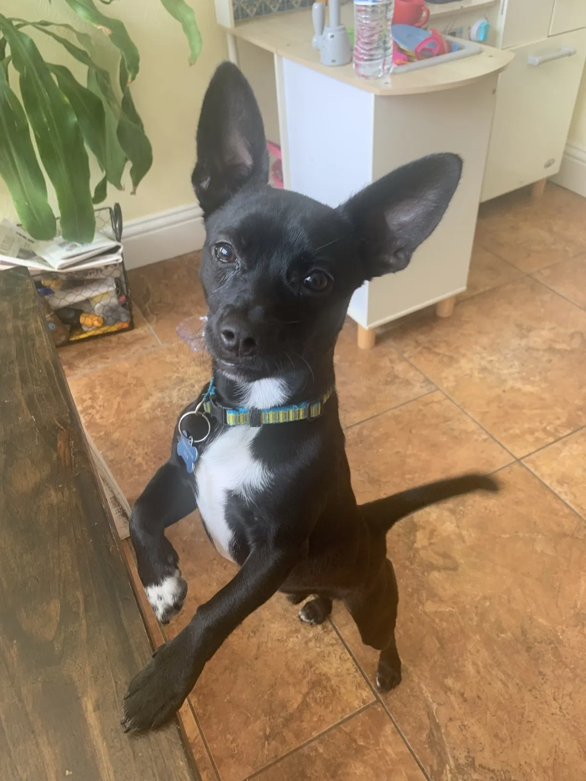 Lost dog in Houston, TX, 77084