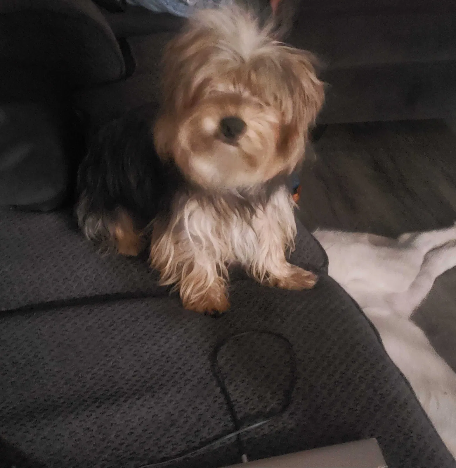 Lost dog in San Bernardino, CA, 92405