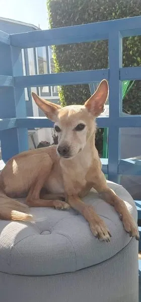 Lost dog in San Diego, CA, 92121