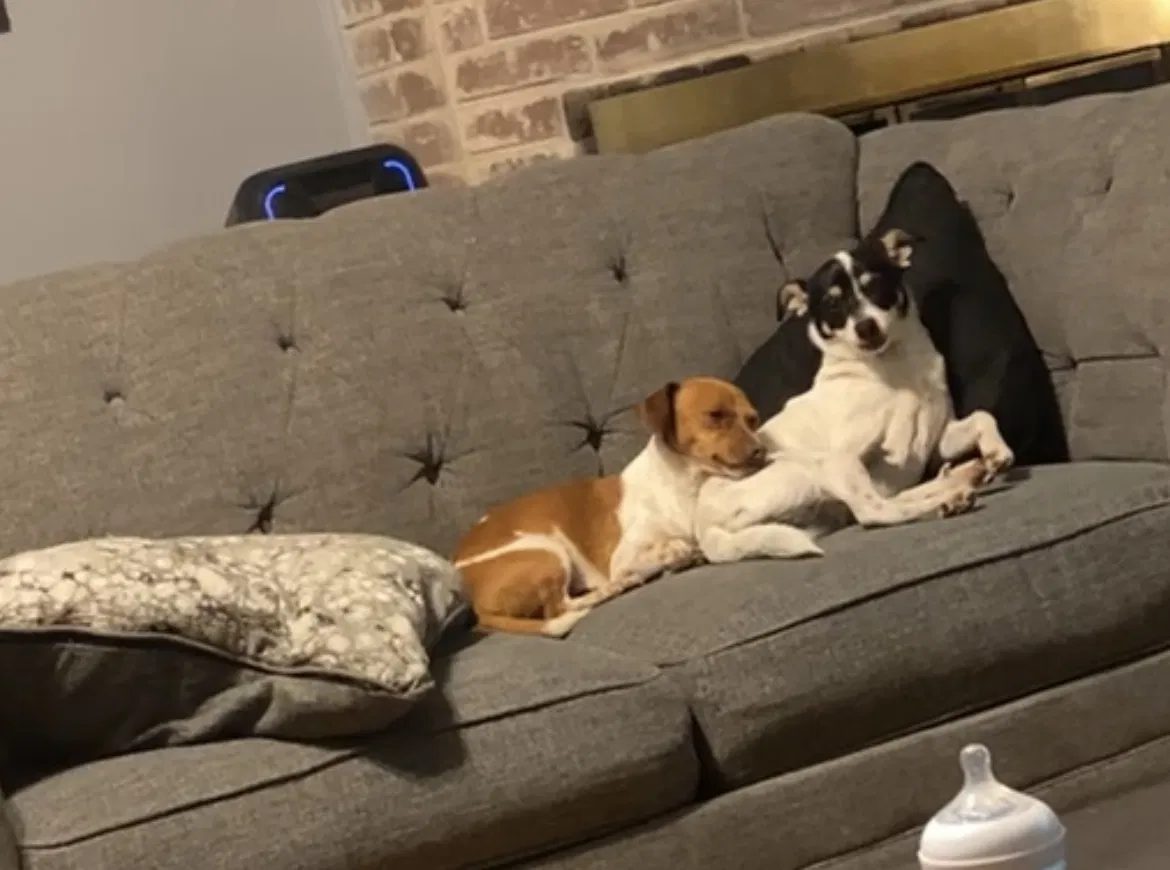 Lost dog in Houston, TX, 77064