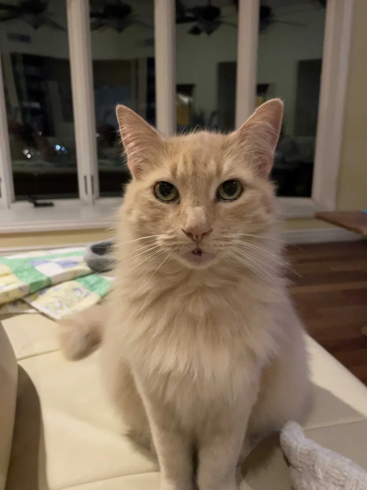 Lost cat in San Diego, CA, 92119