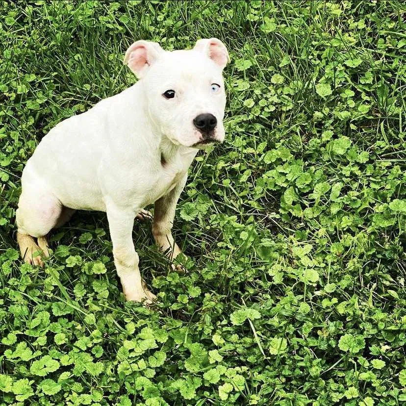 Lost dog in Silver Spring, MD, 20906