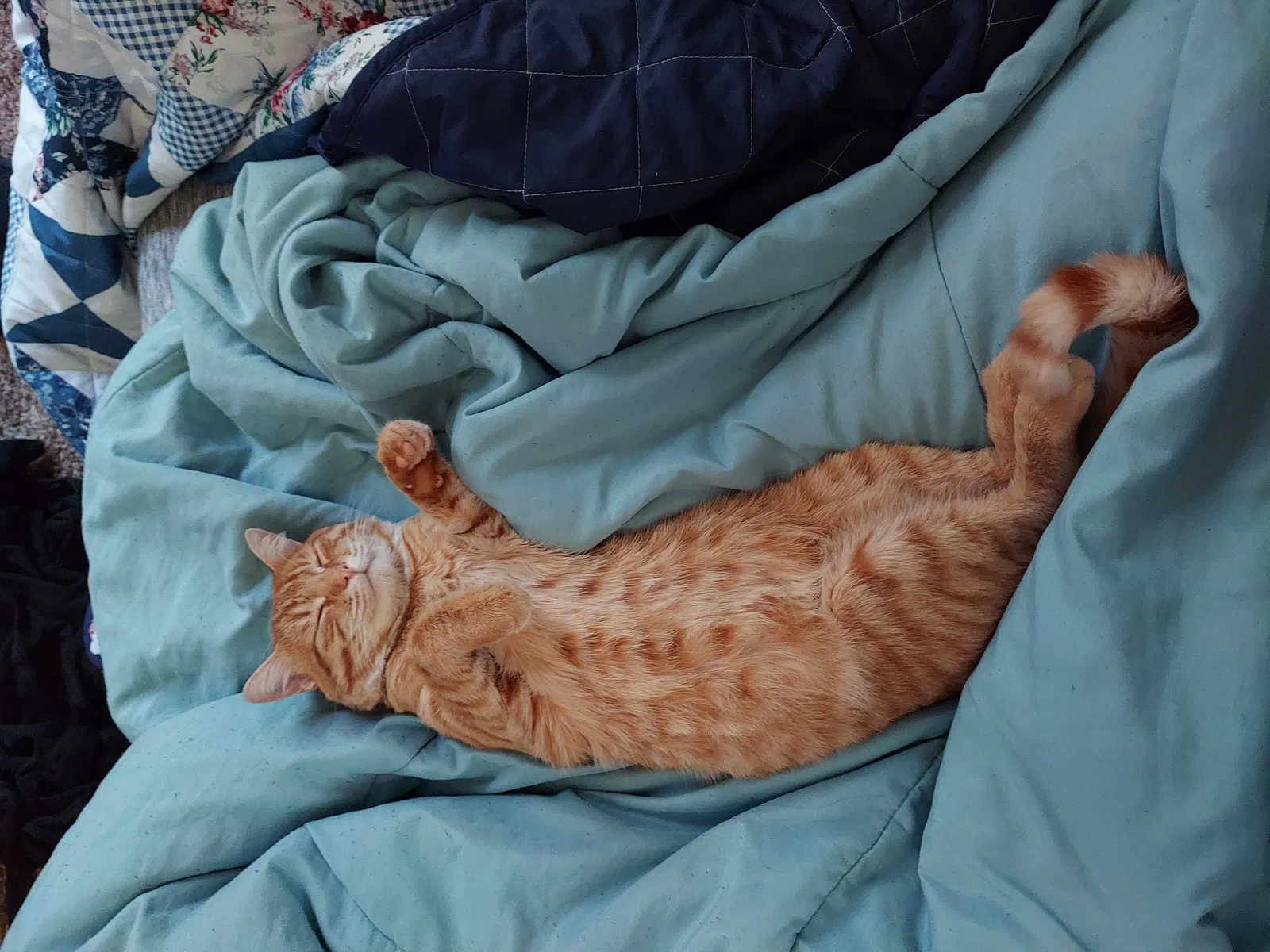 Lost cat in Lehi, UT, 84043