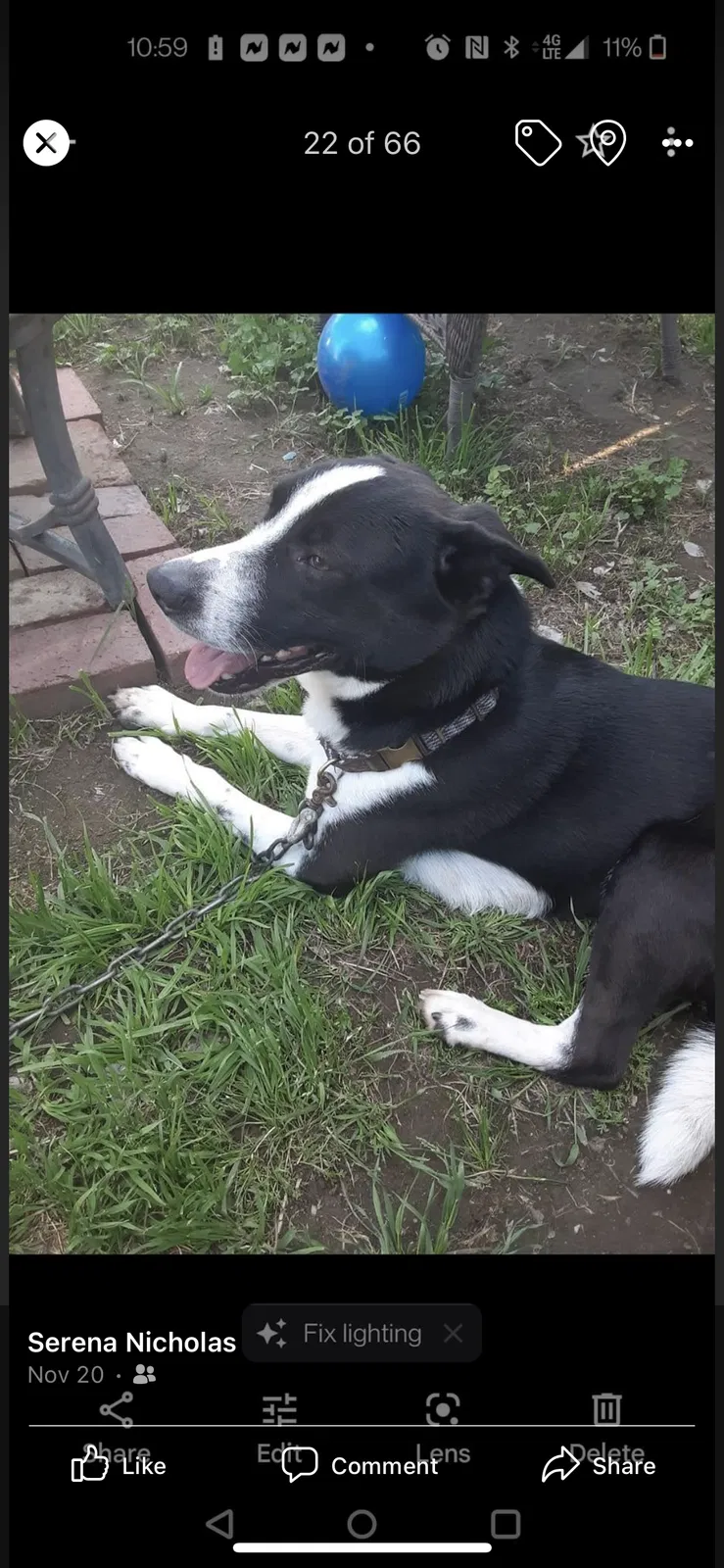 Lost dog in Fresno, CA, 93703