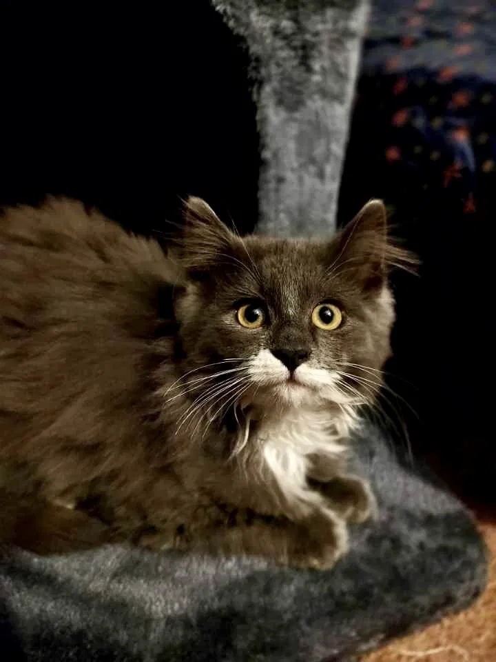 Lost cat in Walworth, NY, 14568