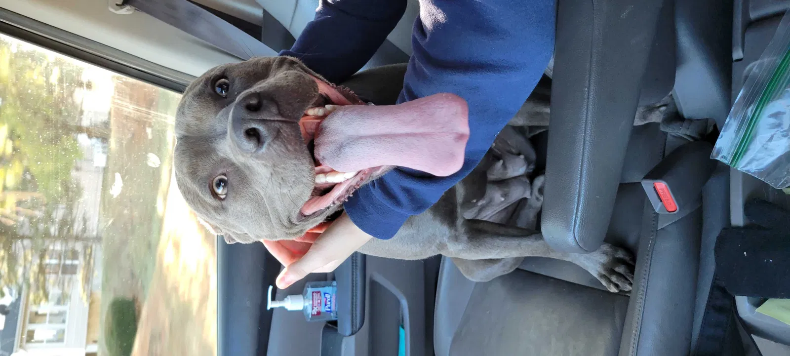 Found dog in Florissant, MO, 63034