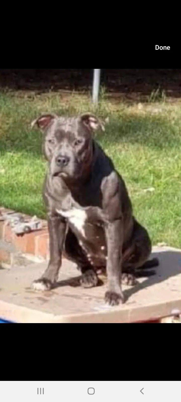 Lost dog in Sumter, SC, 29150