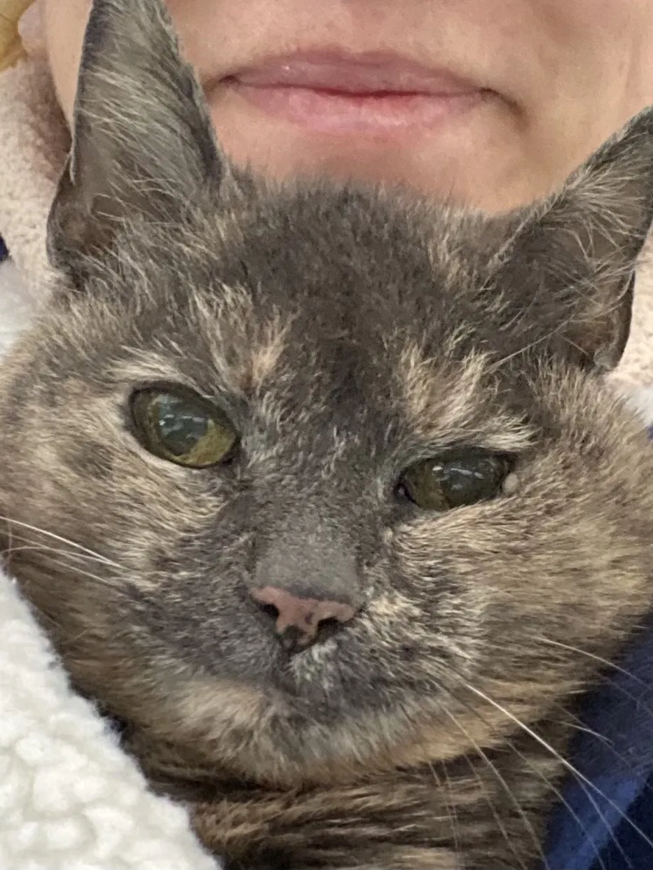 Lost cat in Bellevue, WA, 98004