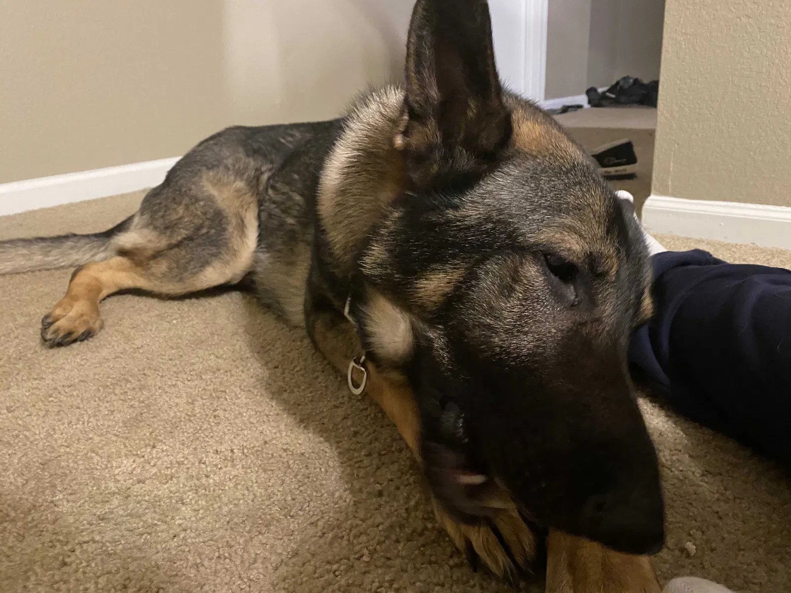 Lost dog in Southfield, MI, 48033