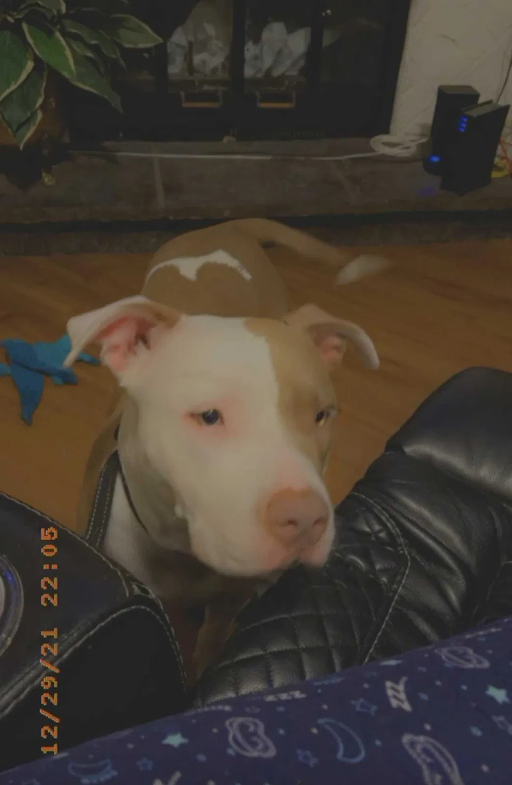 Lost dog in Mesquite, TX, 75149