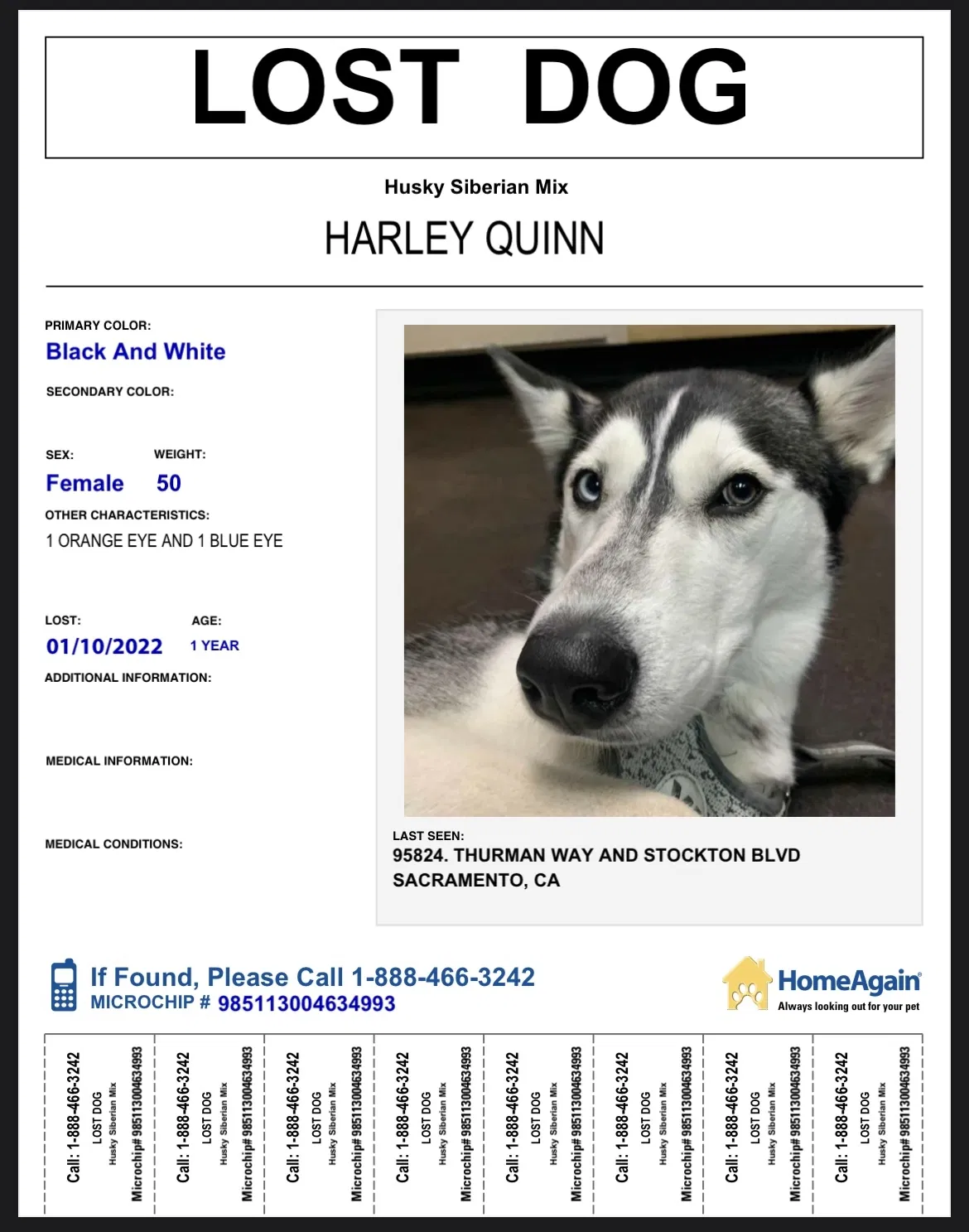 Lost dog in Sacramento, CA, 95824