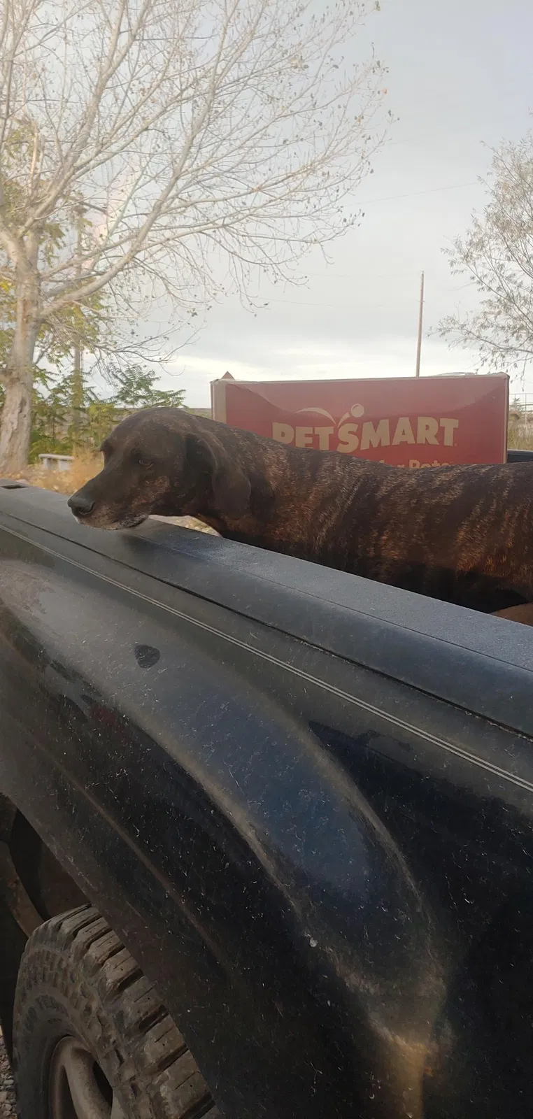 Lost dog in Melba, ID, 83641