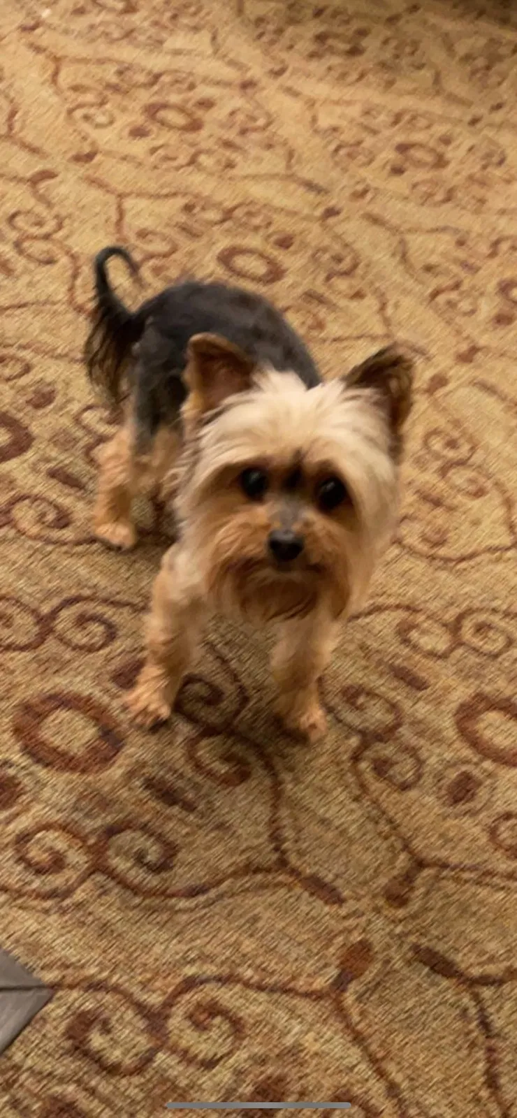 Lost dog in Fresno, CA, 93720