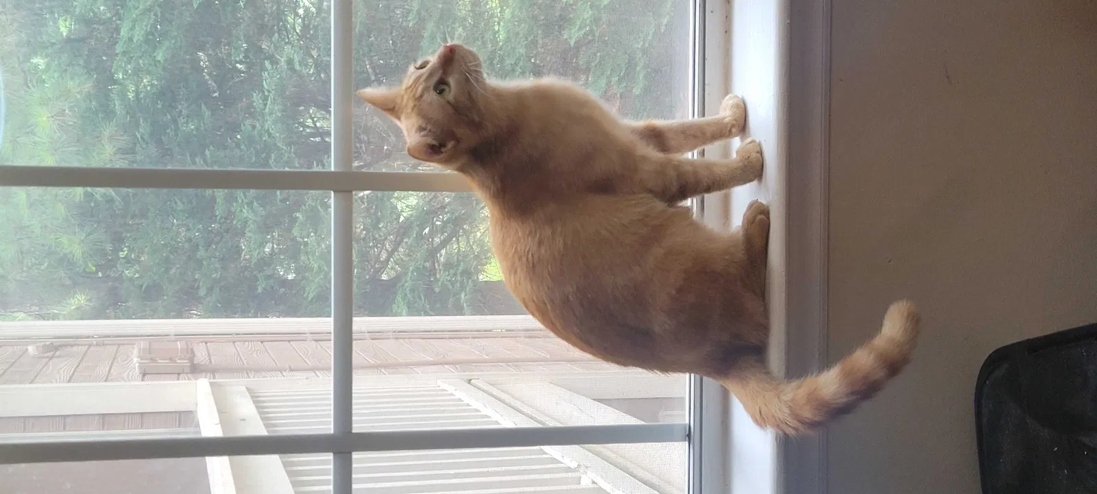 Lost cat in Matthews, NC, 28105