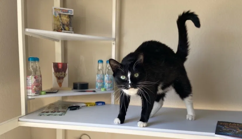 Lost cat in Albuquerque, NM, 87122