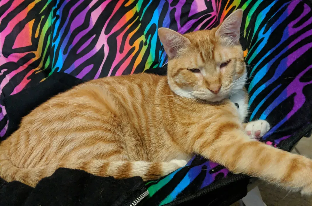 Lost cat in Hawthorne, FL, 32640