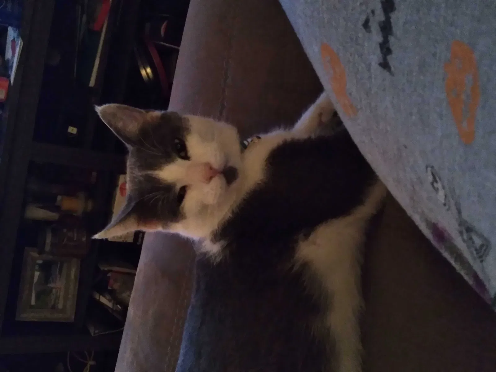 Lost cat in Killeen, TX, 76543