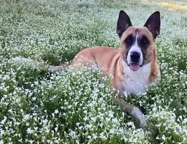 Lost dog in Wills Point, TX, 75169