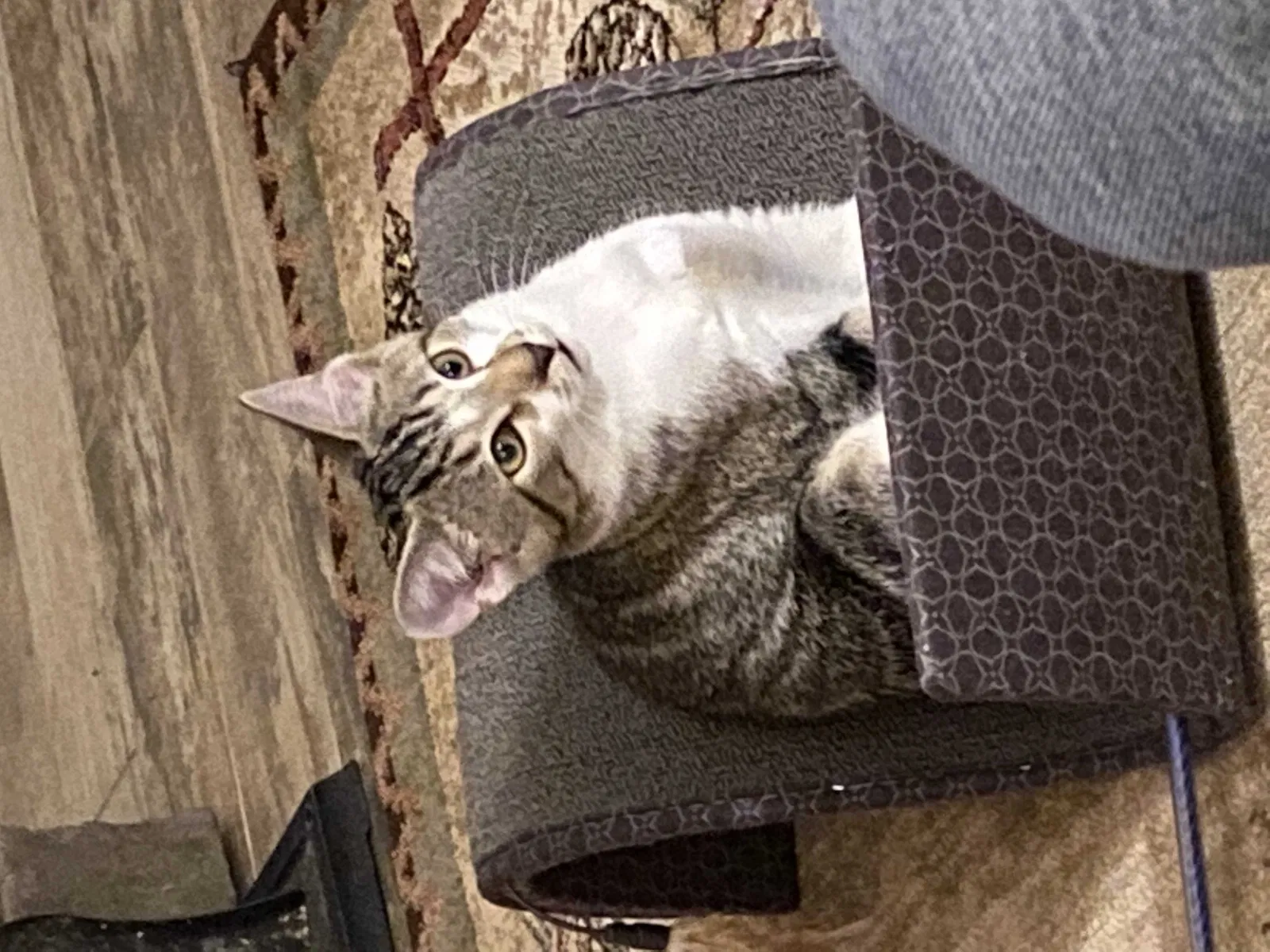 Lost cat in Dandridge, TN, 37725