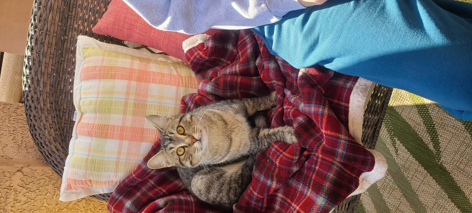 Found cat in Maricopa, AZ, 85138