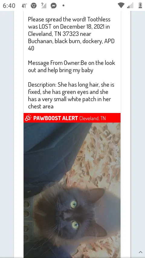 Lost cat in Cleveland, TN, 37323