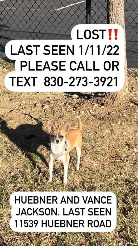 Lost dog in San Antonio, TX, 78230