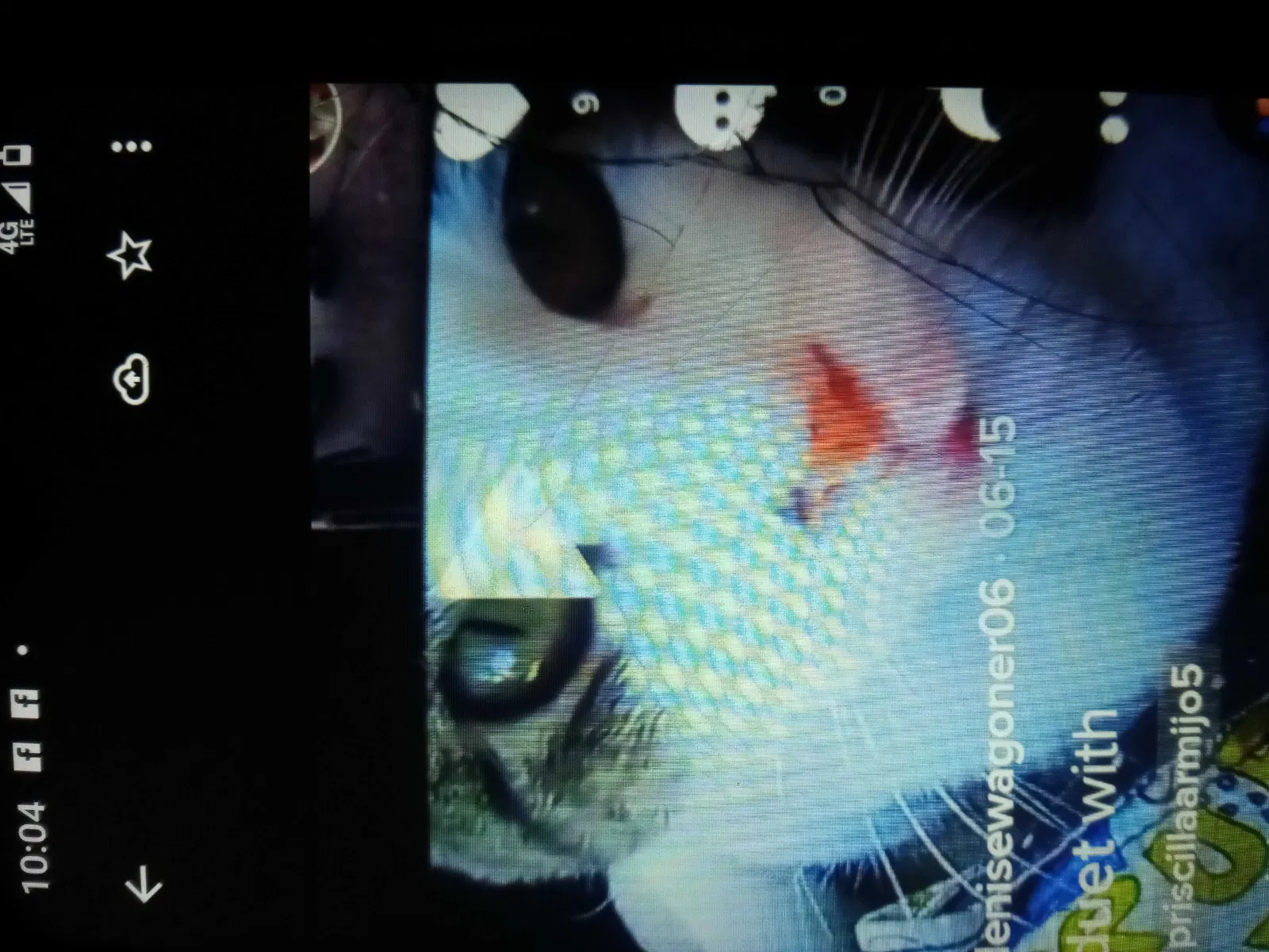 Lost cat in Salinas, CA, 93902