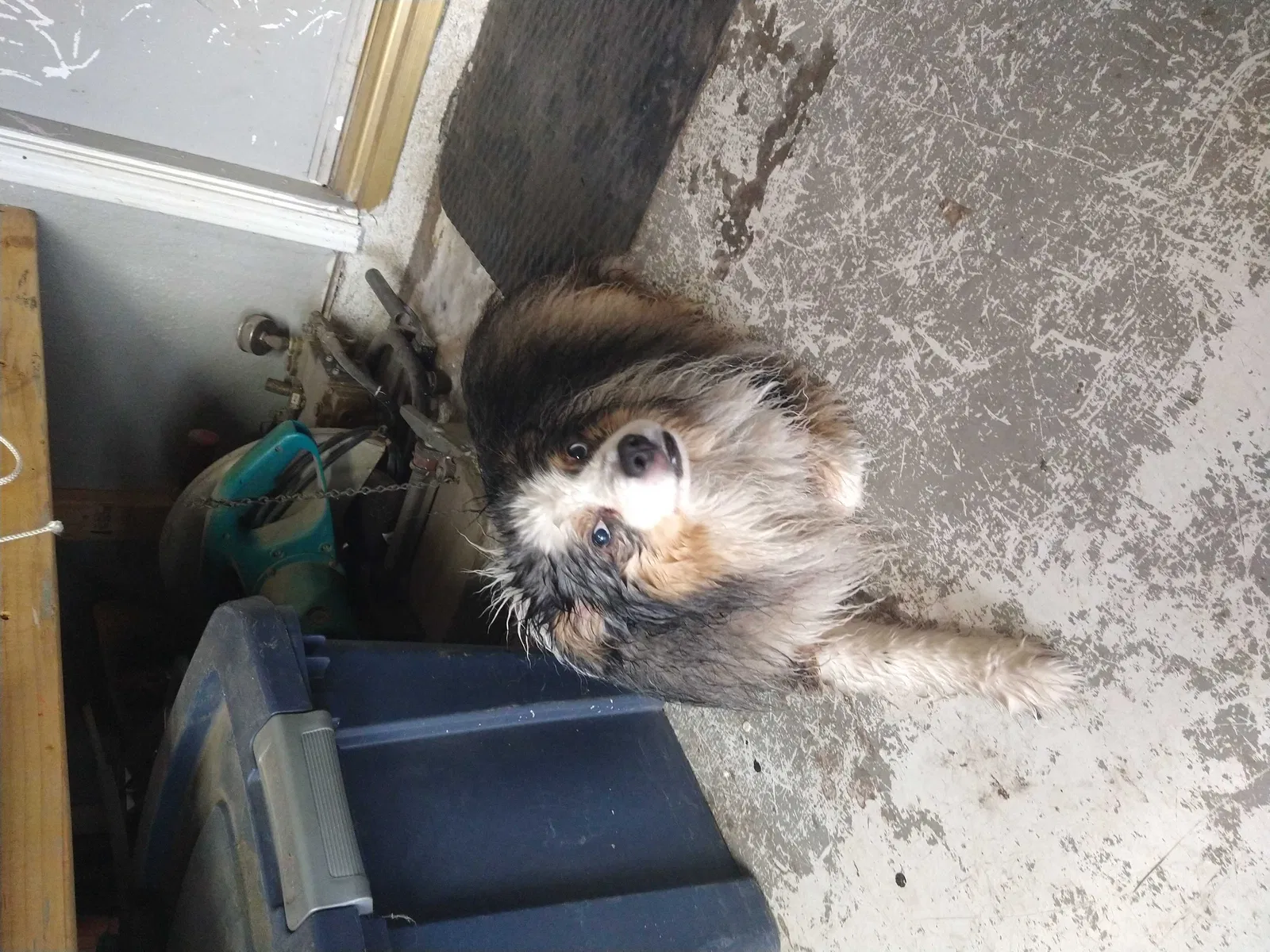 Lost dog in Hemet, CA, 92544