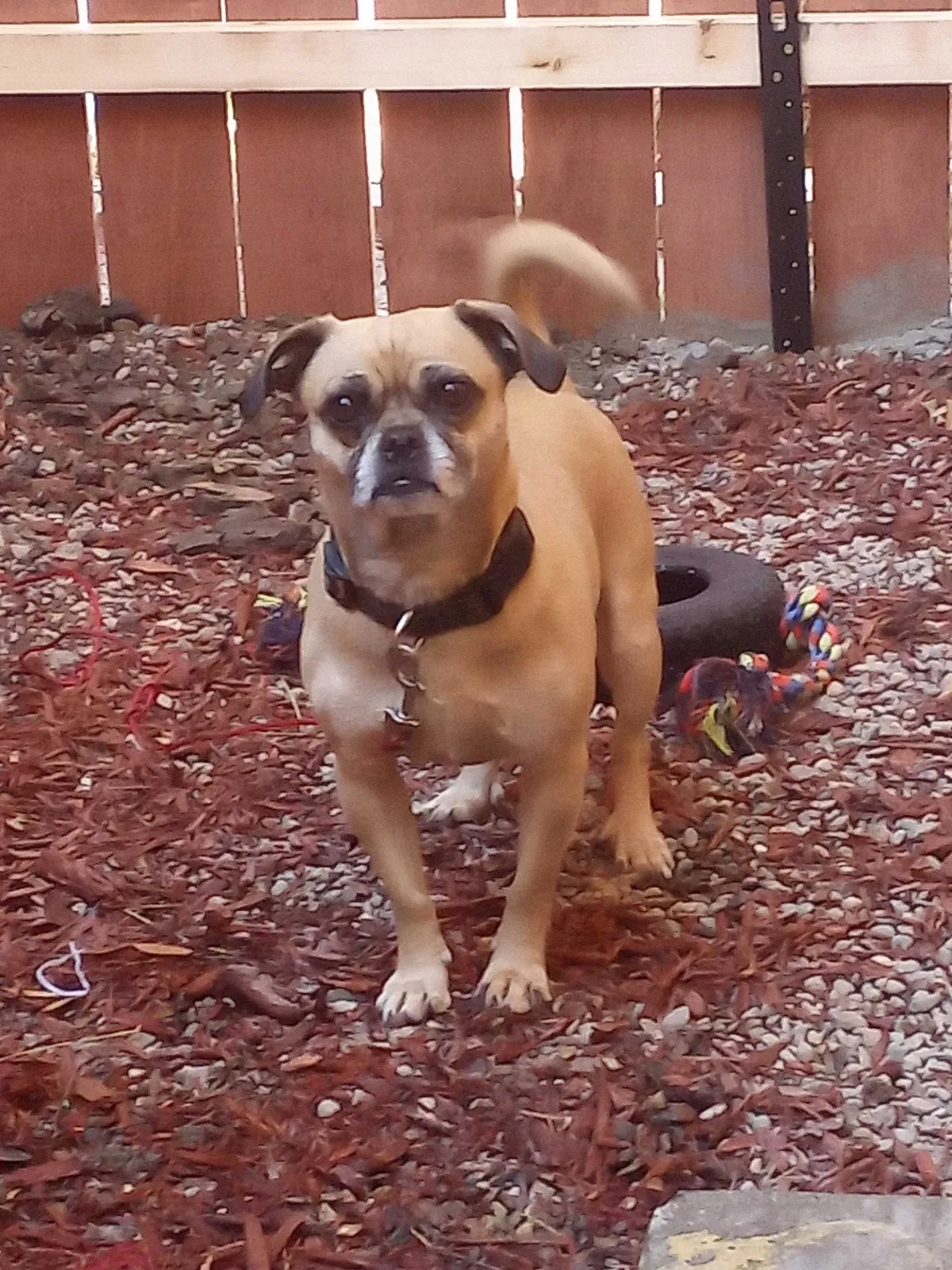Lost dog in Los Angeles, CA, 90044
