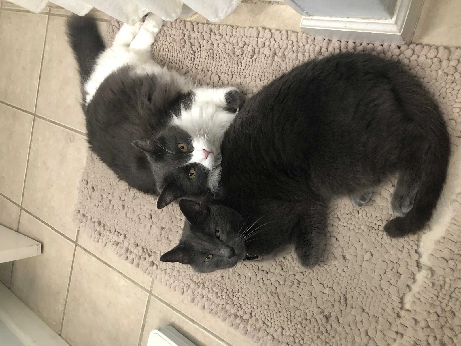 Lost cat in Sacramento, CA, 95819