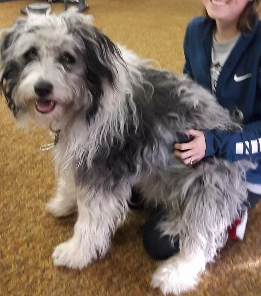 Lost dog in Chandler, OK, 74834