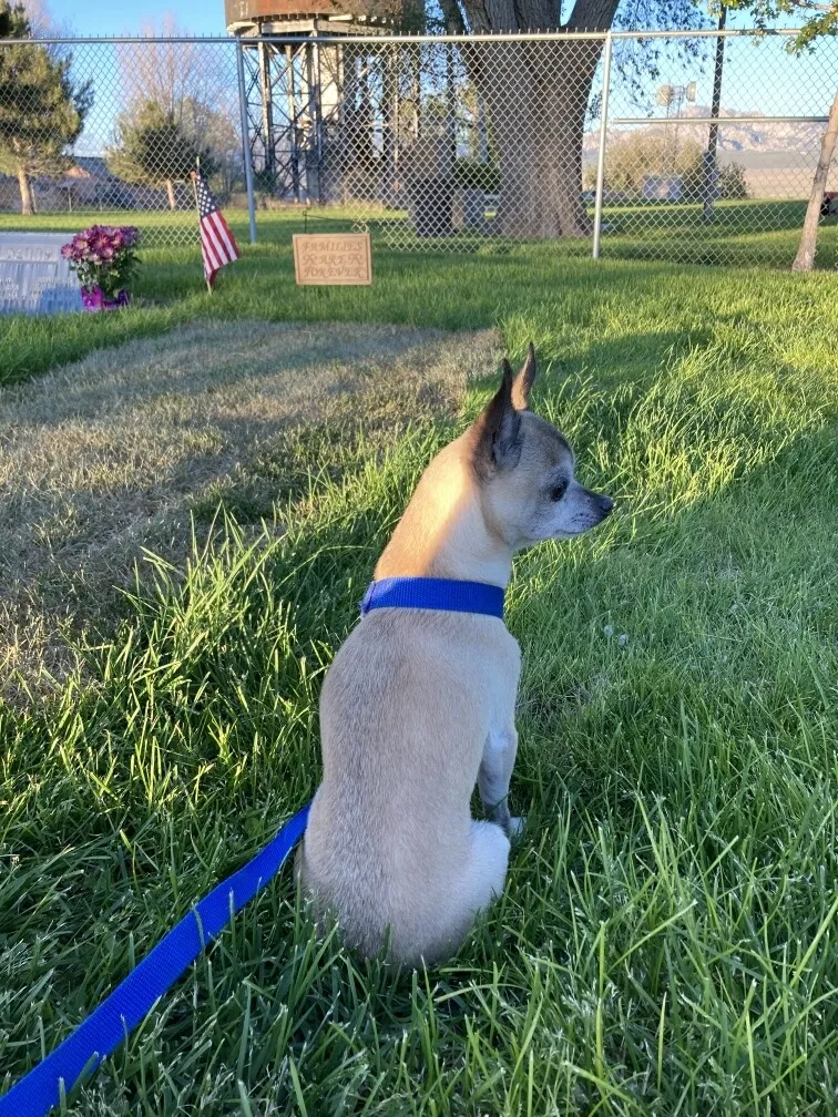 Lost dog in North Las Vegas, NV, 89030