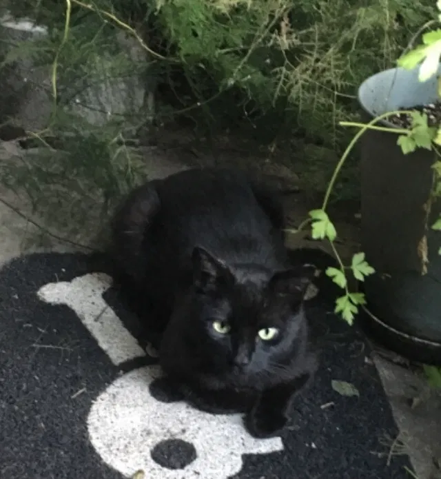 Lost cat in San Francisco, CA, 94134