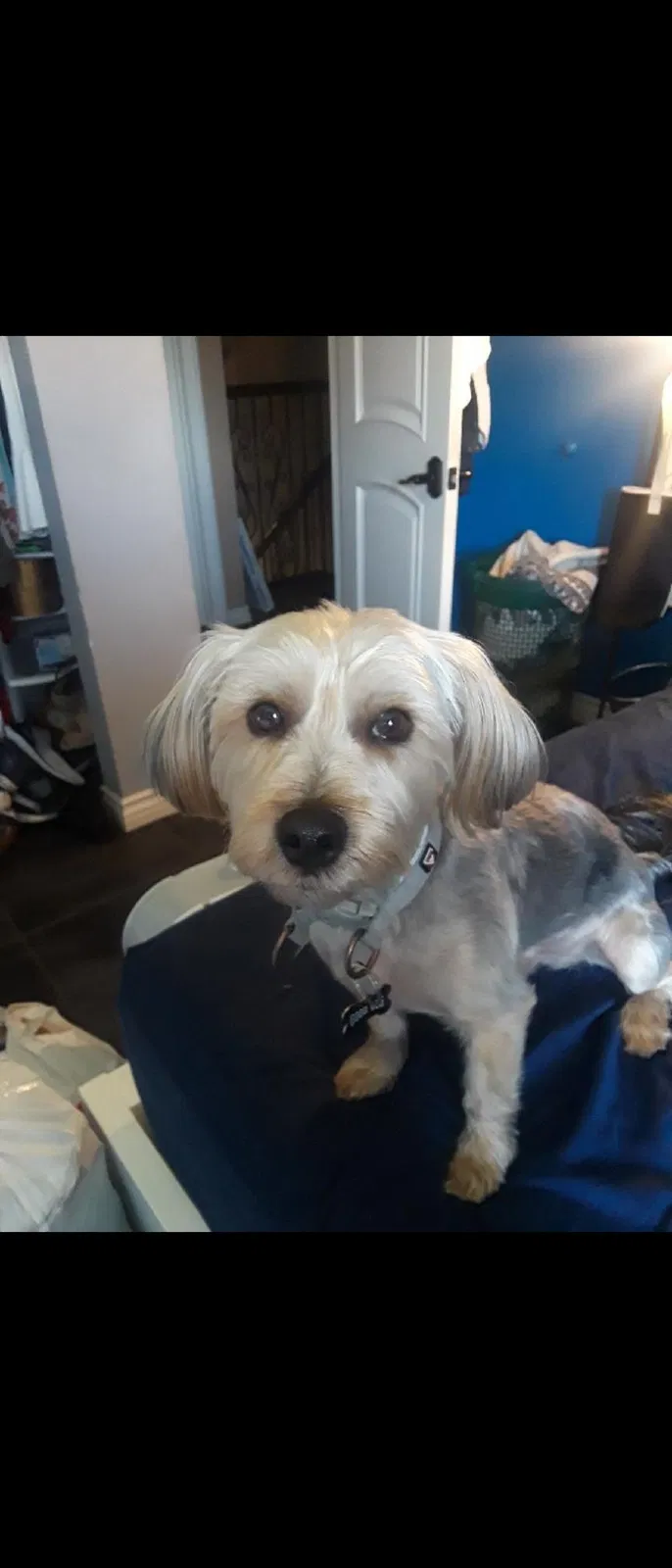 Lost dog in Ontario, CA, 91762