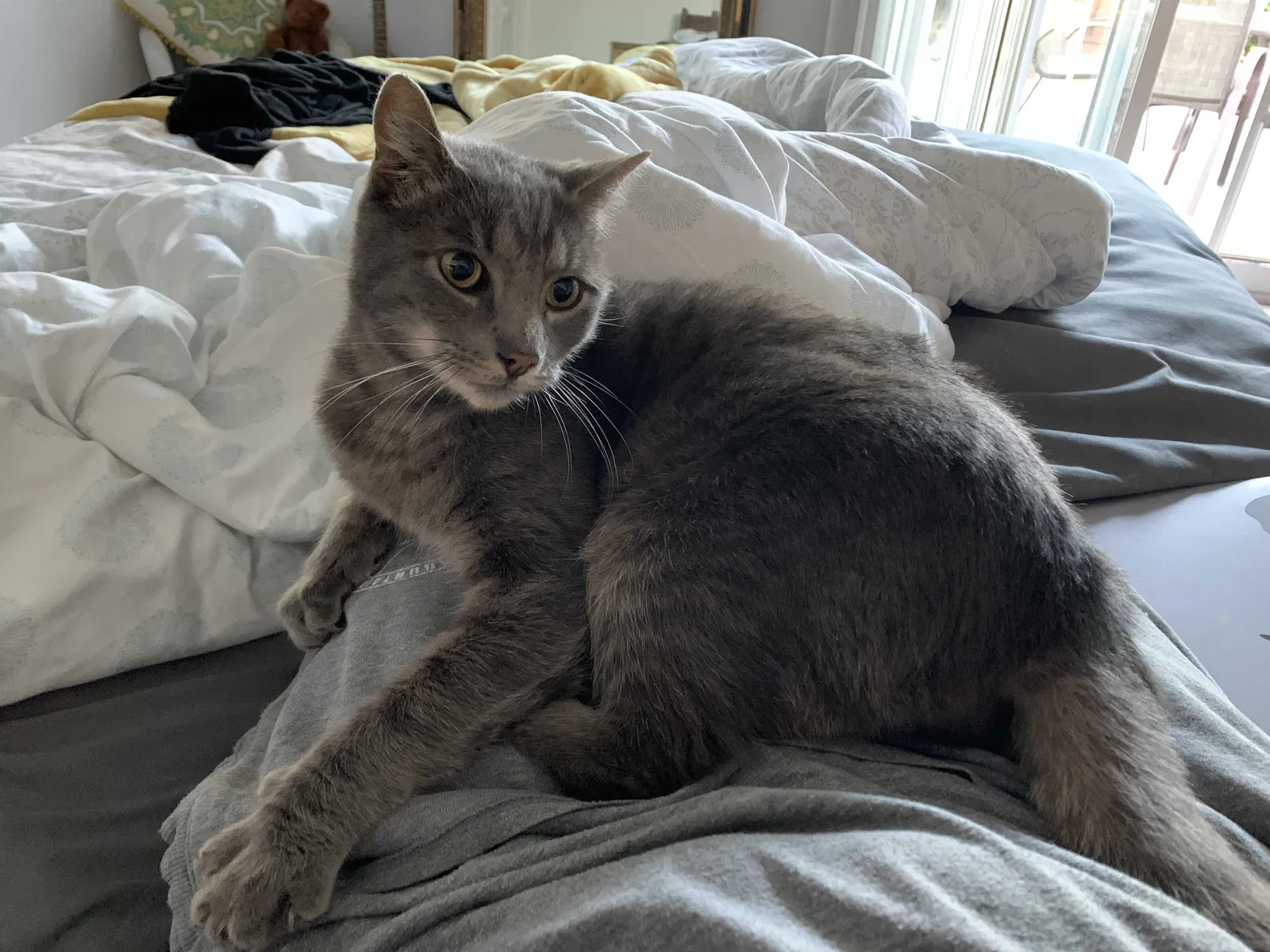 Lost cat in San Leandro, CA, 94578