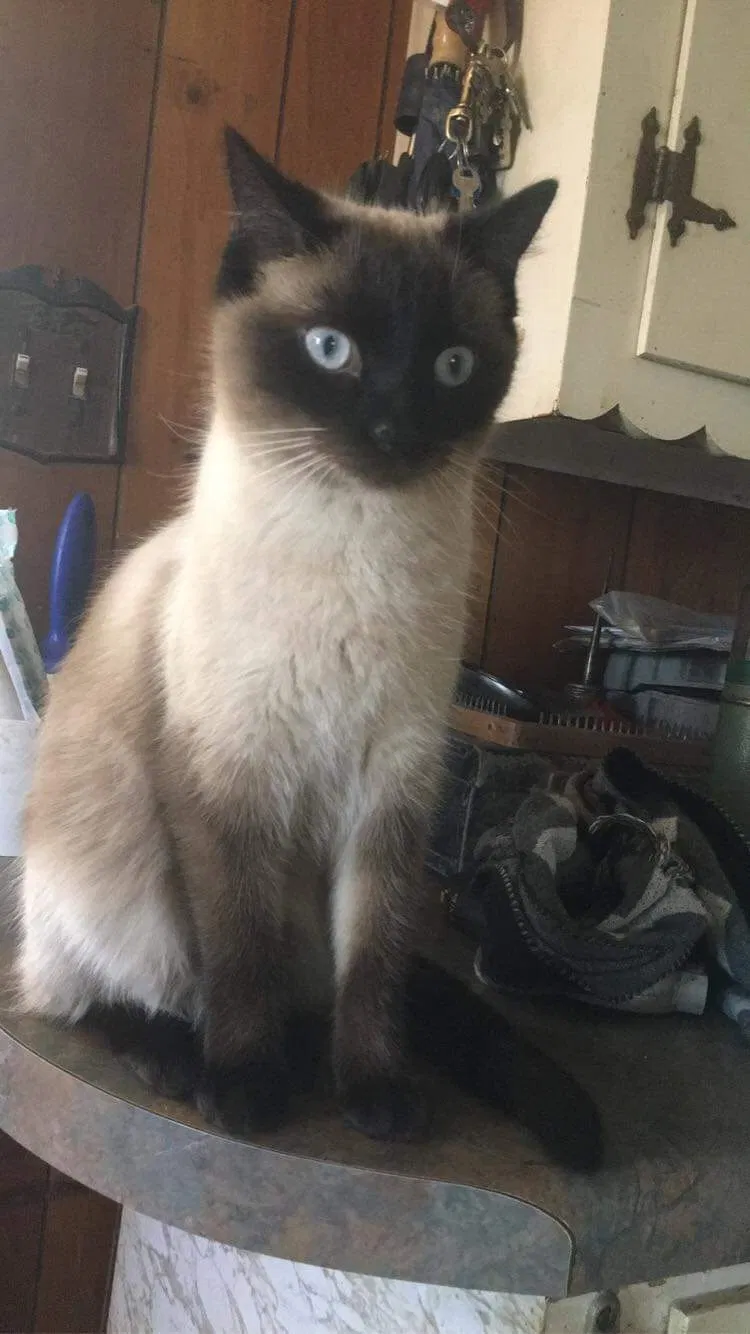 Lost cat in Berea, KY, 40403
