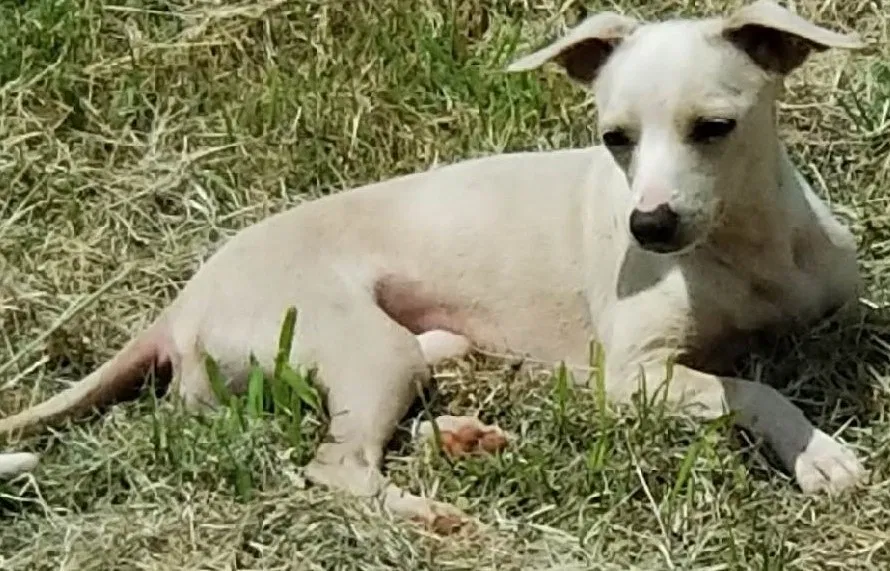 Lost dog in Harrah, OK, 73045
