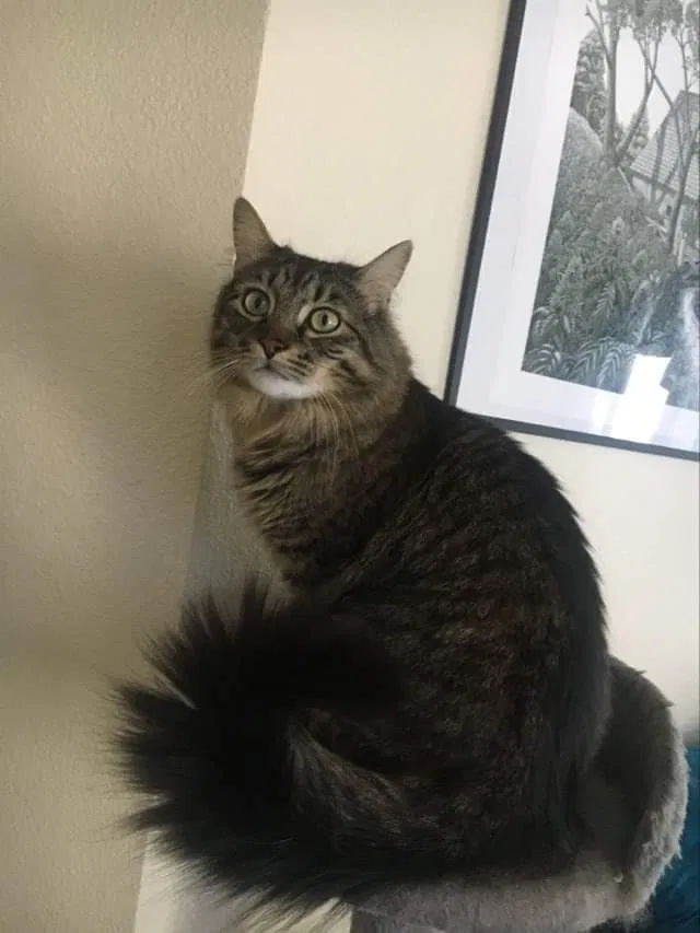 Lost cat in Nampa, ID, 83651