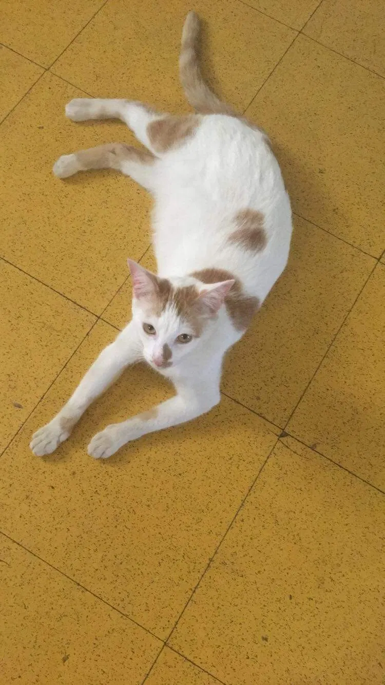 Lost cat in Berea, KY, 40403