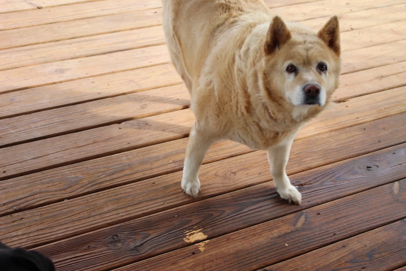 Lost dog in Winder, GA, 30680