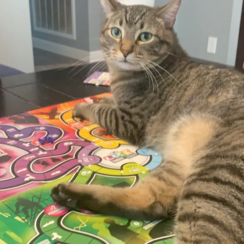 Lost cat in Orlando, FL, 32832
